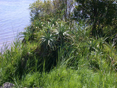 APII jpeg image of Aloe arborescens  © contact APII