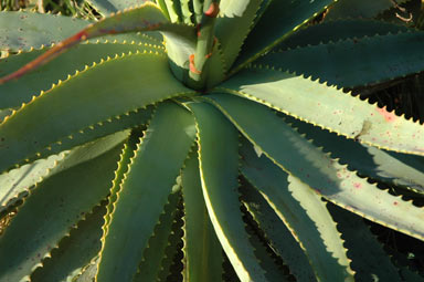 APII jpeg image of Aloe arborescens  © contact APII