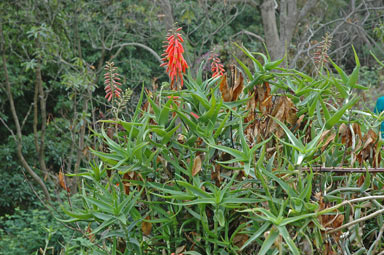 APII jpeg image of Aloe ciliaris  © contact APII