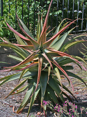 APII jpeg image of Aloe ferox  © contact APII