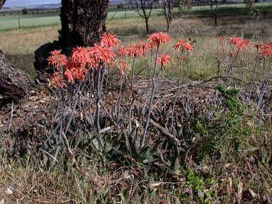 APII jpeg image of Aloe maculata  © contact APII