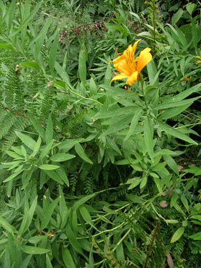 APII jpeg image of Alstroemeria aurea  © contact APII