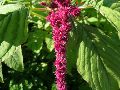 APII jpeg image of Amaranthus caudatus  © contact APII