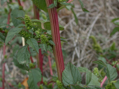 APII jpeg image of Amaranthus powellii  © contact APII