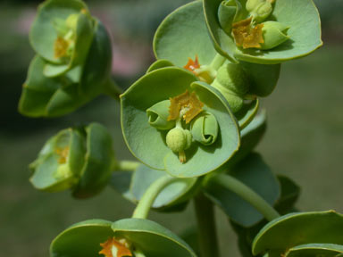 APII jpeg image of Euphorbia paralias  © contact APII