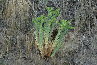 APII jpeg image of Euphorbia paralias  © contact APII