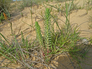 APII jpeg image of Euphorbia paralias  © contact APII