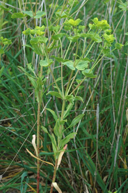 APII jpeg image of Euphorbia terracina  © contact APII