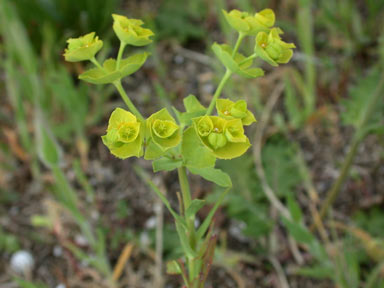 APII jpeg image of Euphorbia terracina  © contact APII