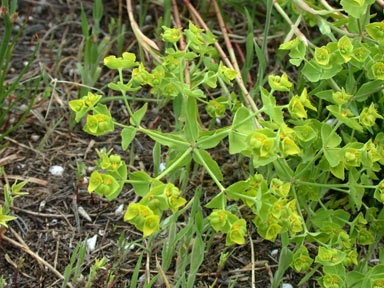 APII jpeg image of Euphorbia terracina  © contact APII