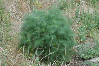 APII jpeg image of Foeniculum vulgare  © contact APII