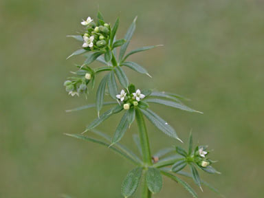 APII jpeg image of Galium aparine  © contact APII