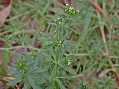 APII jpeg image of Galium aparine  © contact APII