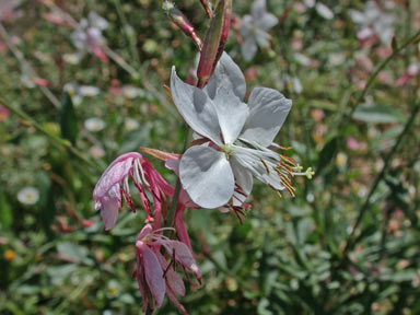 APII jpeg image of Oenothera lindheimeri  © contact APII