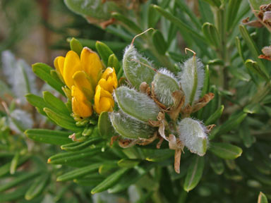 APII jpeg image of Genista linifolia  © contact APII