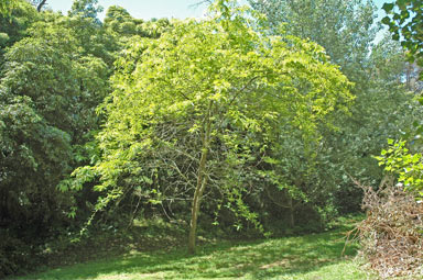 APII jpeg image of Gleditsia triacanthos 'Sunburst'  © contact APII