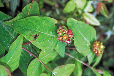 APII jpeg image of Hypericum androsaemum  © contact APII