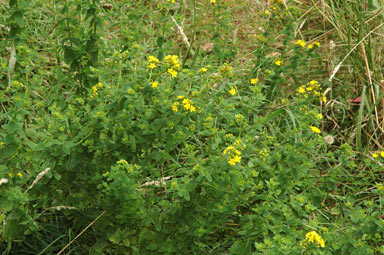 APII jpeg image of Hypericum tetrapterum  © contact APII