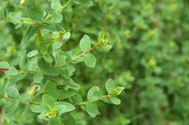 APII jpeg image of Hypericum tetrapterum  © contact APII