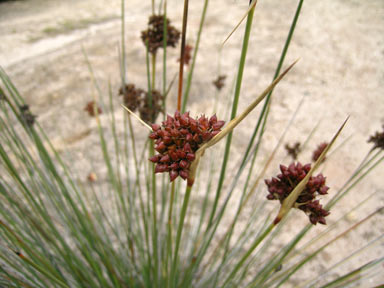 APII jpeg image of Juncus acutus  © contact APII