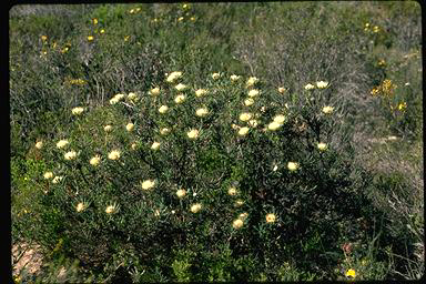 APII jpeg image of Banksia carlinoides  © contact APII