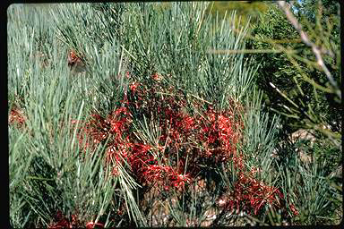 APII jpeg image of Grevillea haplantha  © contact APII