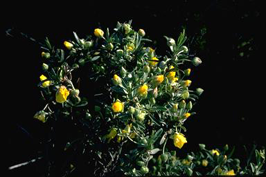 APII jpeg image of Hibbertia potentilliflora  © contact APII