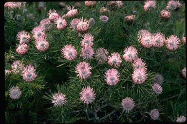 APII jpeg image of Isopogon divergens  © contact APII