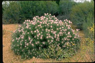 APII jpeg image of Isopogon divergens  © contact APII