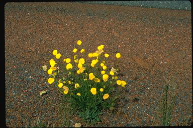 APII jpeg image of Myriocephalus guerinae  © contact APII