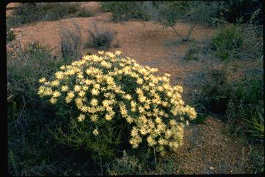 APII jpeg image of Petrophile megalostegia  © contact APII