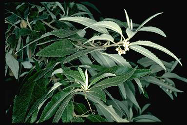 APII jpeg image of Bedfordia linearis subsp. linearis  © contact APII