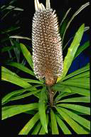 flower image