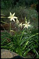 Crinum flaccidum