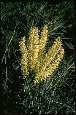 APII jpeg image of Grevillea stenobotrya  © contact APII