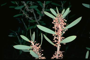 APII jpeg image of Hakea incrassata  © contact APII