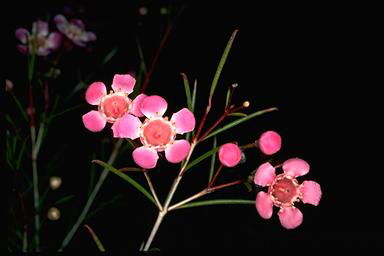 APII jpeg image of Chamelaucium uncinatum 'Cascade Brook'  © contact APII