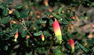 Correa reflexa 'Maroonda Tricolor' - click for larger image