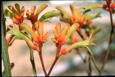 APII jpeg image of Anigozanthos 'Regal Claw'  © contact APII