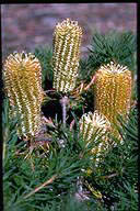 Banksia spinulaosa 'Birthday Candles' - click for a bigger image
