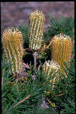 APII jpeg image of Banksia spinulosa 'Birthday Candles'  © contact APII