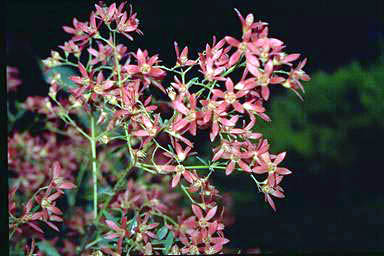 APII jpeg image of Ceratopetalum gummiferum 'Johanna's Christmas'  © contact APII