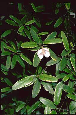 APII jpeg image of Eucryphia lucida 'Leatherwood Cream'  © contact APII