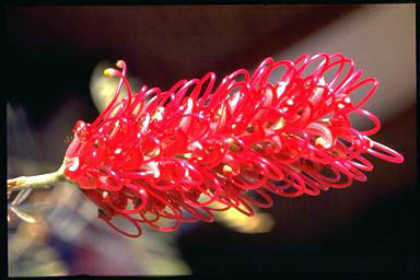 APII jpeg image of Grevillea 'Ladelle'  © contact APII