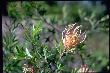 APII jpeg image of Grevillea 'Old Gold'  © contact APII