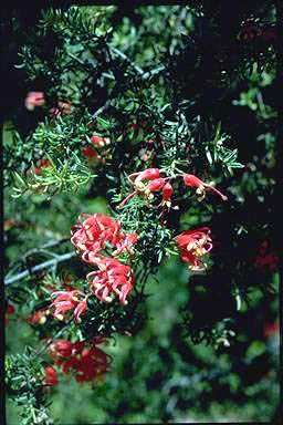 APII jpeg image of Grevillea 'Poorindah Beauty'  © contact APII