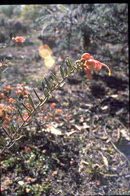 APII jpeg image of Grevillea 'Poorinda Joyce'  © contact APII