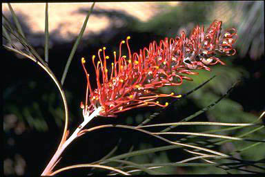 APII jpeg image of Grevillea 'Sunset Splendour'  © contact APII