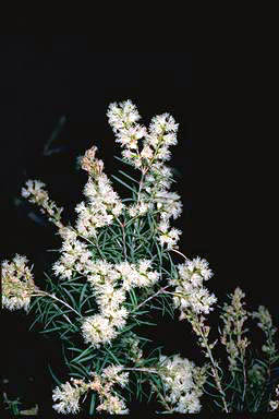 APII jpeg image of Melaleuca linariifolia 'Snowstorm'  © contact APII