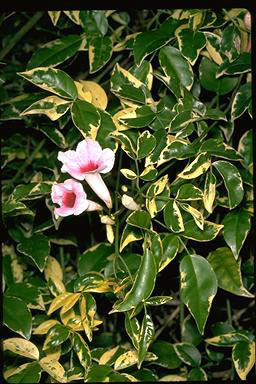 APII jpeg image of Pandorea jasminoides 'Charisma'  © contact APII
